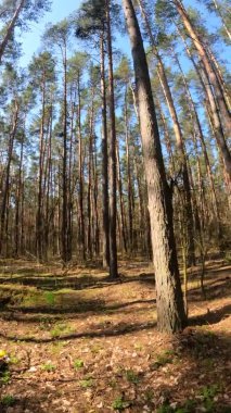 Orman manzarasının dikey videosu, yavaş çekim