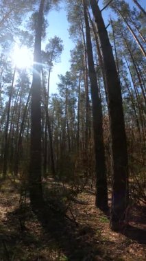 Orman manzarasının dikey videosu, yavaş çekim