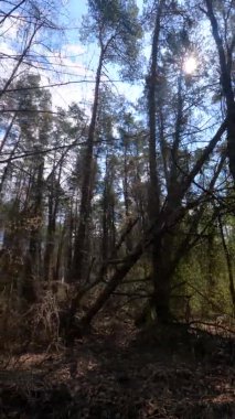 Orman manzarasının dikey videosu, yavaş çekim