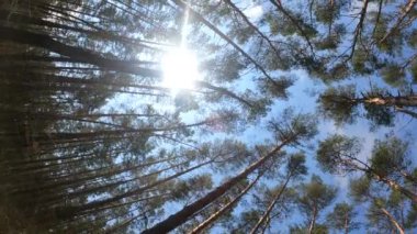 Orman manzarasının dikey videosu, yavaş çekim