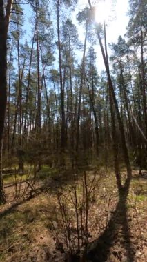 Orman manzarasının dikey videosu, yavaş çekim