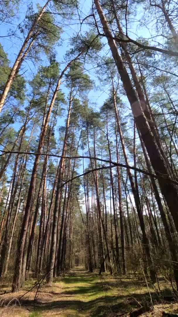 Vídeo vertical del paisaje forestal, cámara lenta — Vídeos de Stock