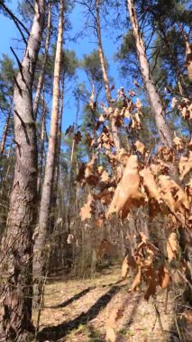 Orman manzarasının dikey videosu, yavaş çekim