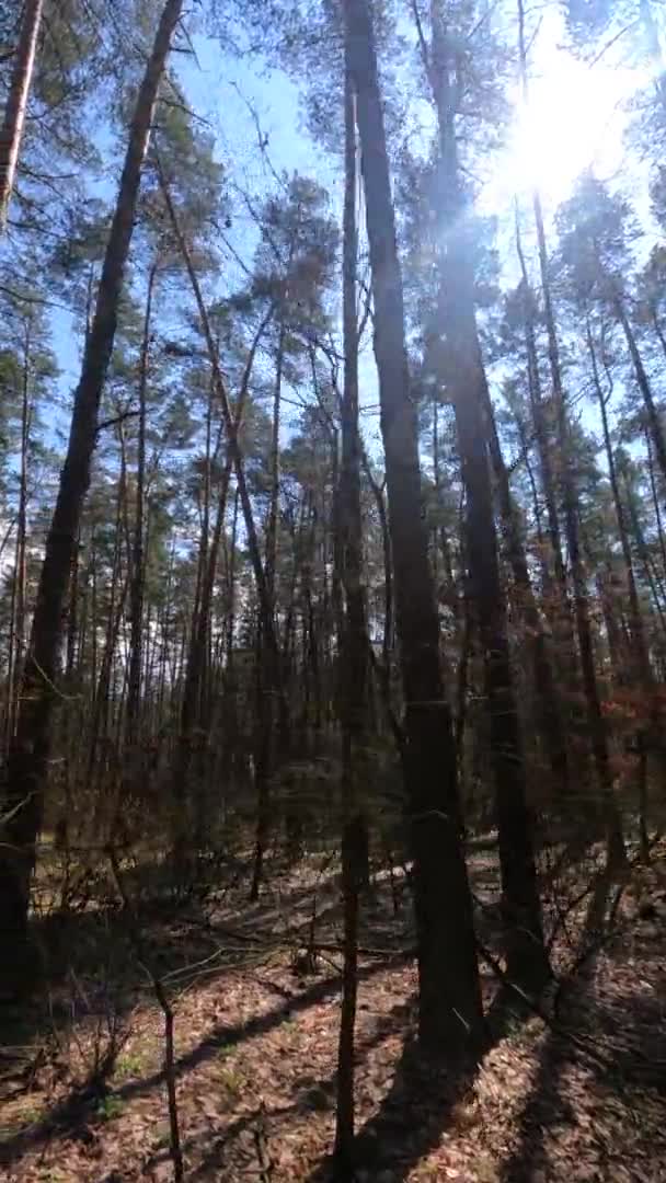Video vertikal dari lanskap hutan, gerakan lambat — Stok Video