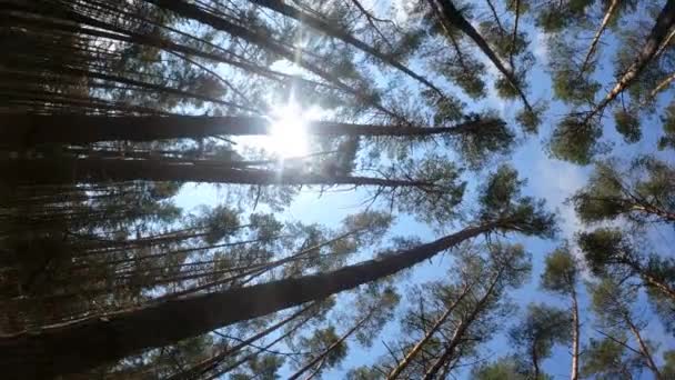 Pionowe wideo krajobrazu leśnego, zwolnione tempo — Wideo stockowe