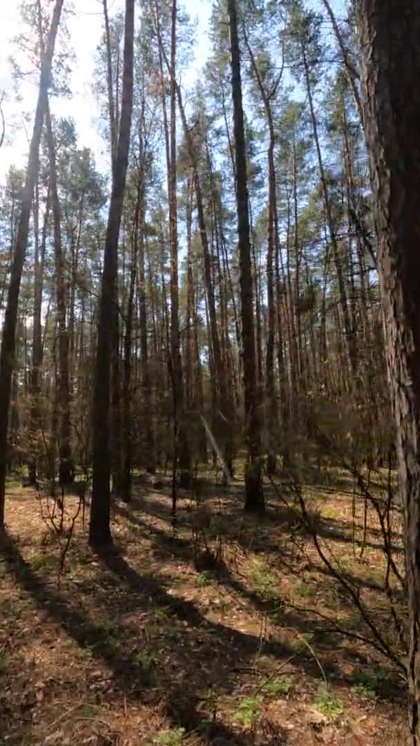 Vidéo verticale du paysage forestier, ralenti