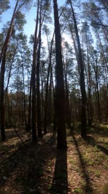 Orman manzarasının dikey videosu, yavaş çekim