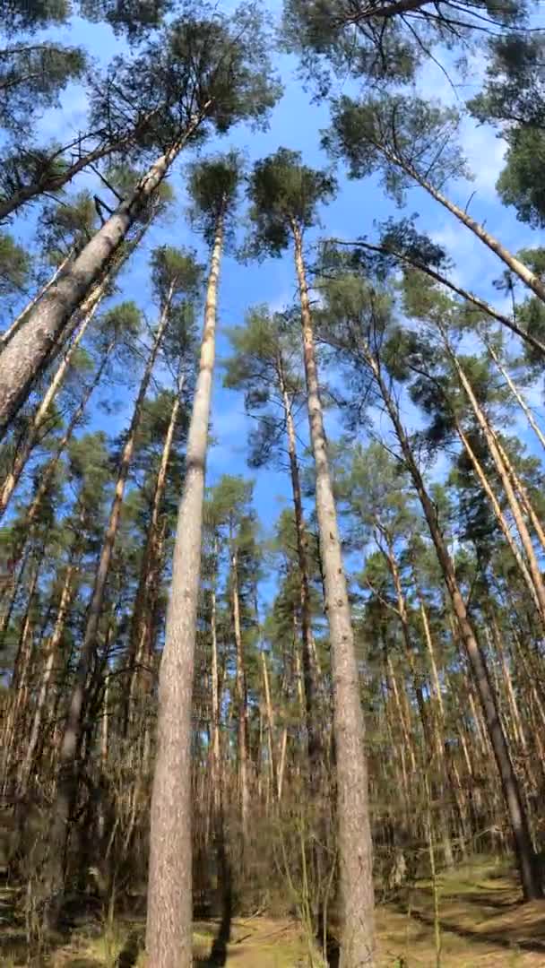 Vertikální video lesní krajiny, zpomalený pohyb — Stock video