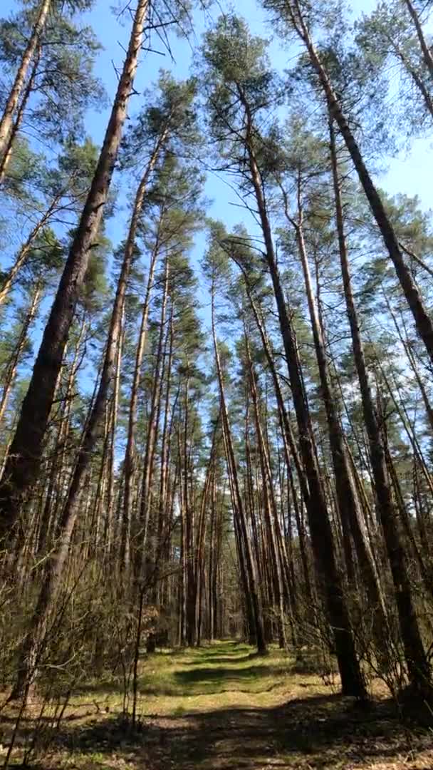 Video verticale del paesaggio forestale, rallentatore — Video Stock