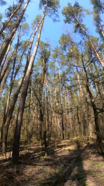 Orman manzarasının dikey videosu, yavaş çekim