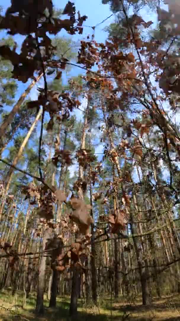 Vertikales Video der Waldlandschaft, Zeitlupe — Stockvideo