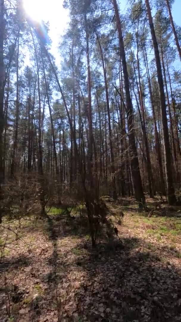 Verticale video van het boslandschap, slow motion — Stockvideo