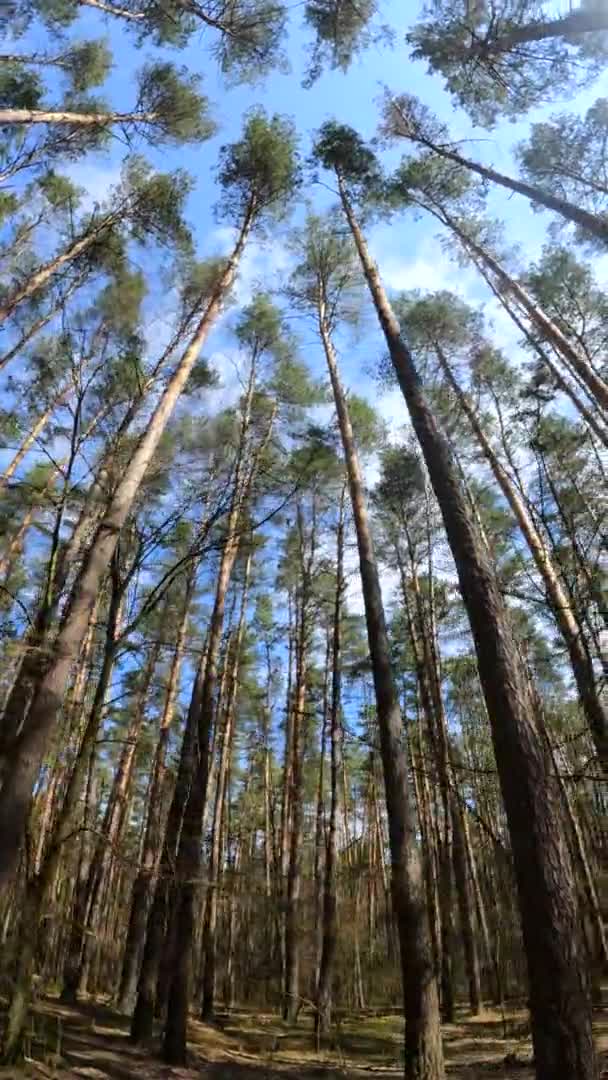 Vertikales Video der Waldlandschaft, Zeitlupe — Stockvideo