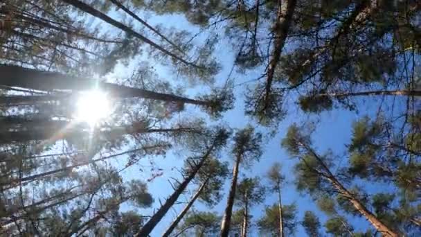 Vídeo vertical del paisaje forestal, cámara lenta — Vídeo de stock