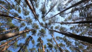 Orman manzarasının dikey videosu, yavaş çekim