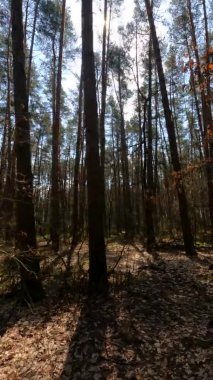 Orman manzarasının dikey videosu, yavaş çekim