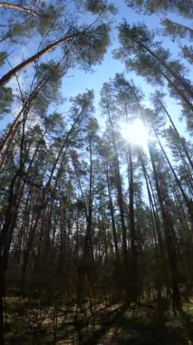 Orman manzarasının dikey videosu, yavaş çekim