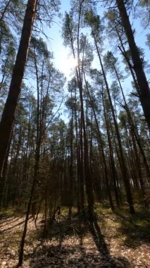 Orman manzarasının dikey videosu, yavaş çekim