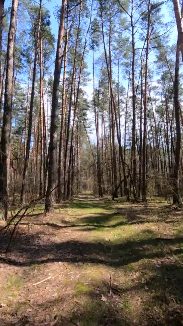 Vidéo verticale du paysage forestier, ralenti
