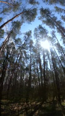 Orman manzarasının dikey videosu, yavaş çekim