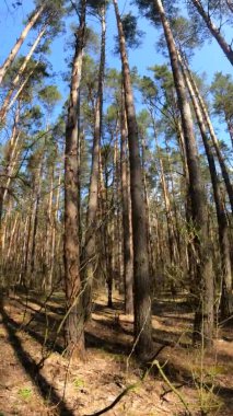 Orman manzarasının dikey videosu, yavaş çekim