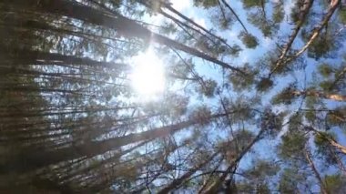 Orman manzarasının dikey videosu, yavaş çekim