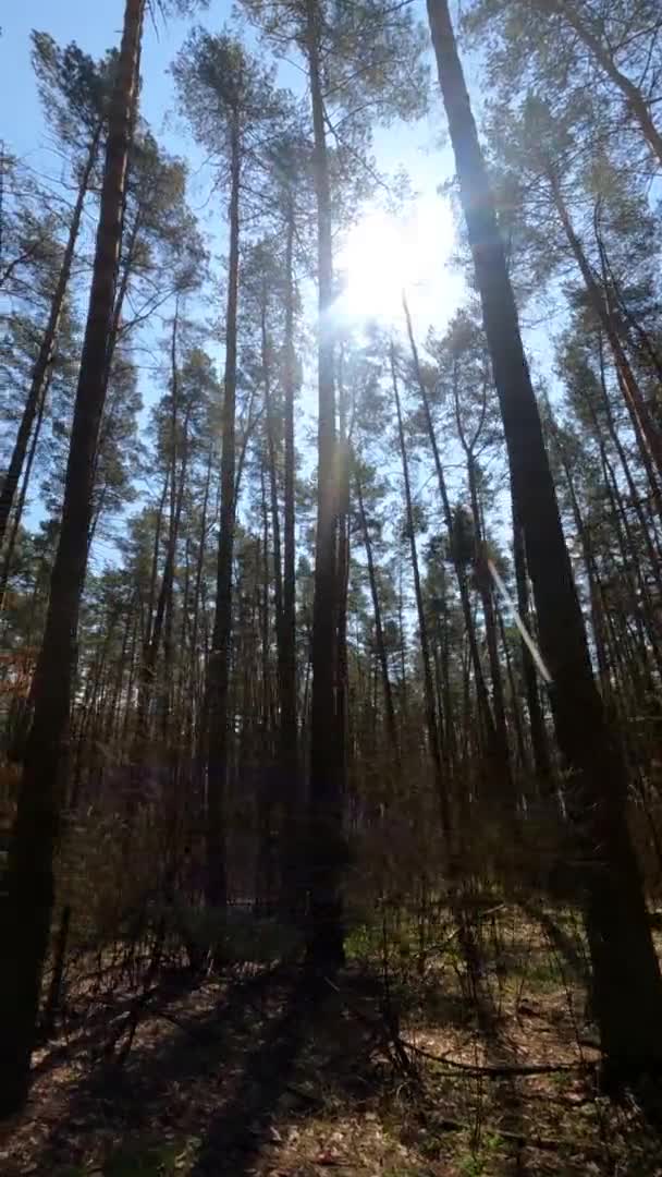 숲의 풍경, 느린 움직임에 대한 수직 영상 — 비디오