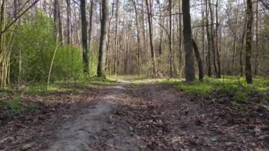 Gün boyunca ormanda yol, ağır çekim.