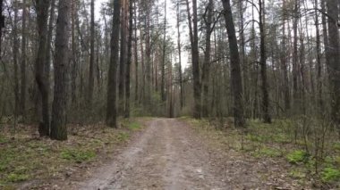 Gün boyunca ormanda yol, ağır çekim.