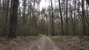 Gün boyunca ormanda yol, ağır çekim.