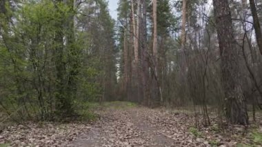 Gün boyunca ormanda yol, ağır çekim.