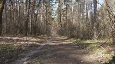 Gün boyunca ormanda yol, ağır çekim.