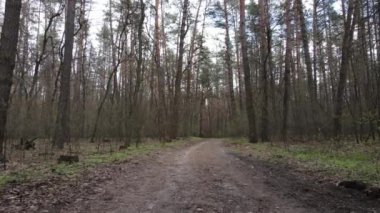 Gün boyunca ormanda yol, ağır çekim.