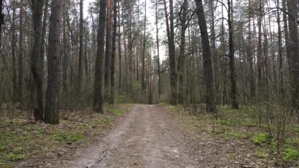 Droga w lesie w ciągu dnia, zwolnione tempo — Wideo stockowe