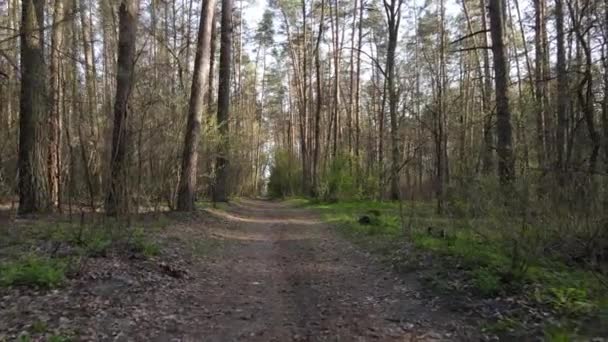 Strada nella foresta durante il giorno, rallentatore — Video Stock