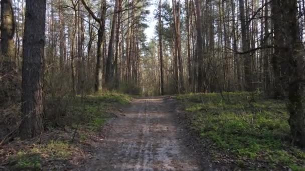 Strada nella foresta durante il giorno, rallentatore — Video Stock