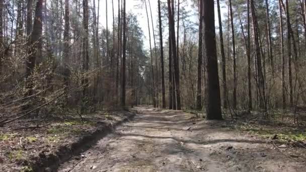 Estrada na floresta durante o dia, câmera lenta — Vídeo de Stock