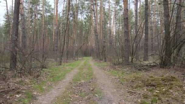 Camino en el bosque durante el día, cámara lenta — Vídeos de Stock