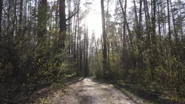 Дорога в лесу днем, замедленная съемка — стоковое видео