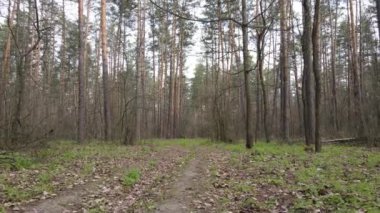Gün boyunca ormanda yol, ağır çekim.