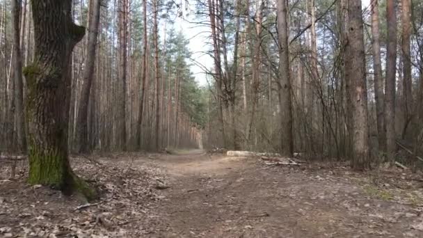 Estrada na floresta durante o dia, câmera lenta — Vídeo de Stock