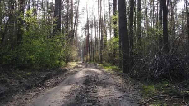 Дорога в лесу днем, замедленная съемка — стоковое видео