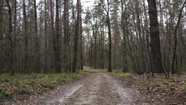 Strada nella foresta durante il giorno, rallentatore — Video Stock