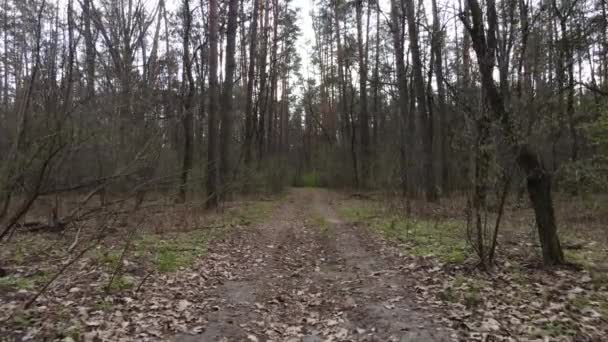 Дорога в лесу днем, замедленная съемка — стоковое видео