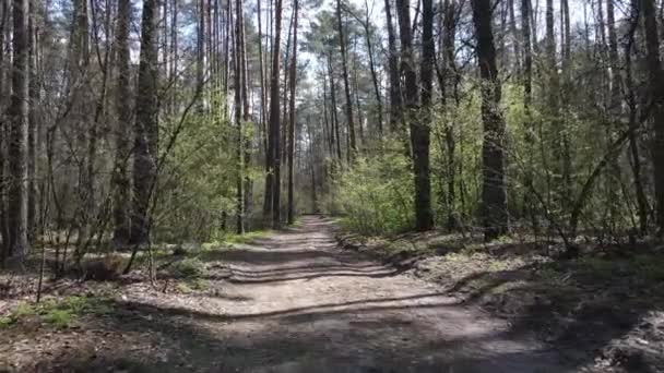 Estrada na floresta durante o dia, câmera lenta — Vídeo de Stock