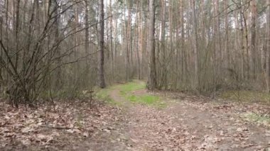 Gün boyunca ormanda yol, ağır çekim.