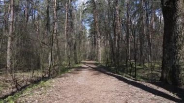 Gün boyunca ormanda yol, ağır çekim.