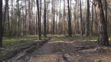 Gün boyunca ormanda yol, ağır çekim.