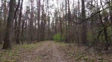 Gün boyunca ormanda yol, ağır çekim.