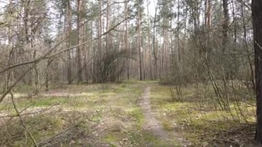 Gün boyunca ormanda yol, ağır çekim.